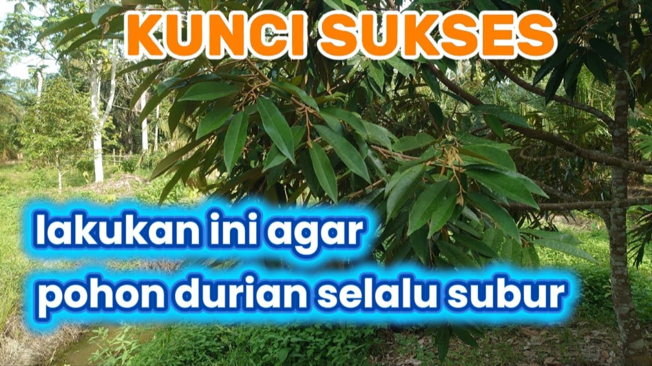 Agar pohon durian tumbuh subur