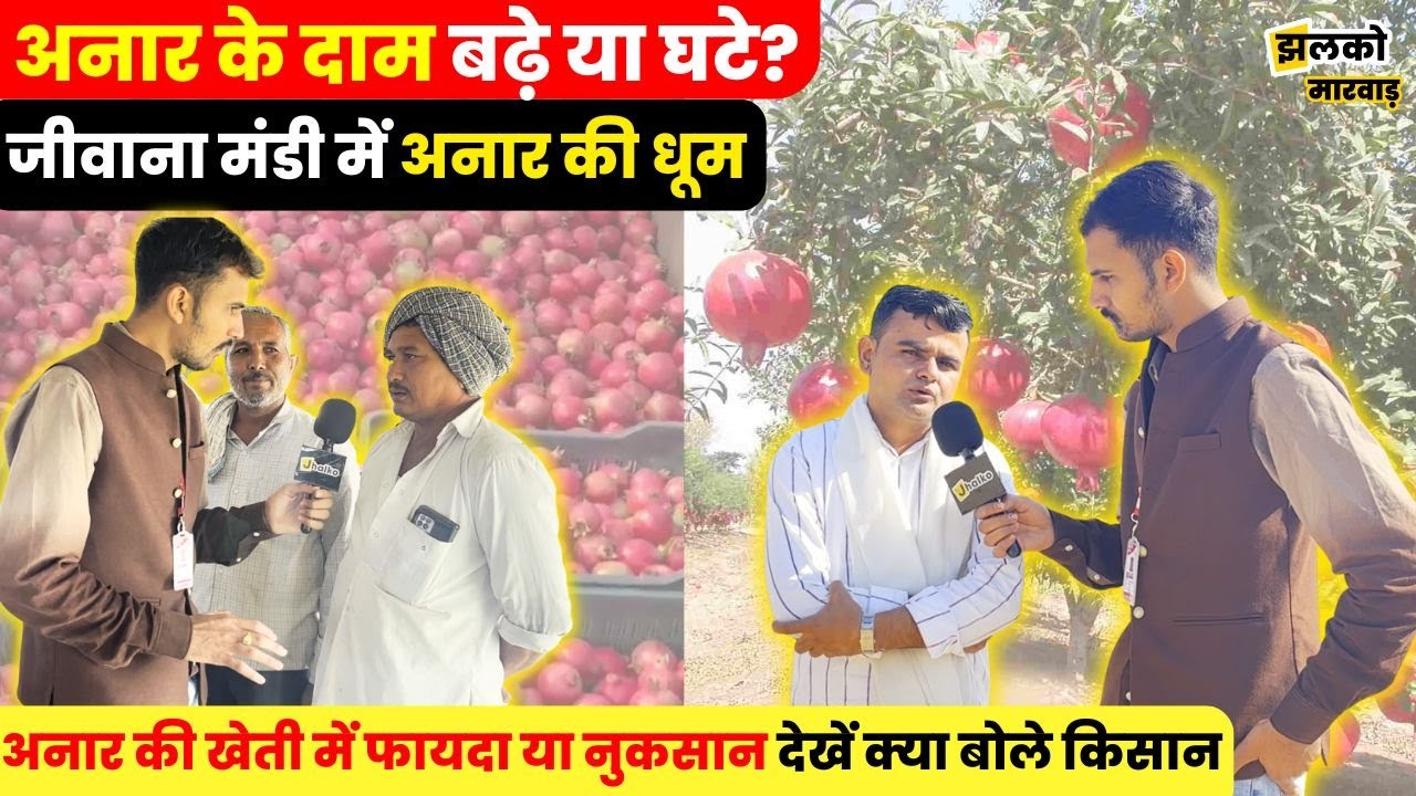 Jalore की जीवाना मंडी से Dubai और Bangladesh जा रहा अनार, देखें हाईटेक मंडी