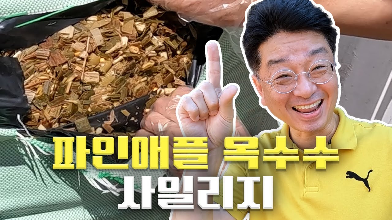 소들도 파인애플 옥수수 섞어서 먹는다 | 파인애플 옥수수 사일리지 사료 이야기