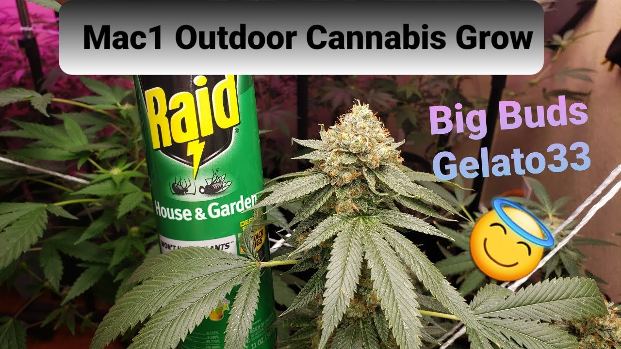 Mac1 Outdoor Cannabis Grow
