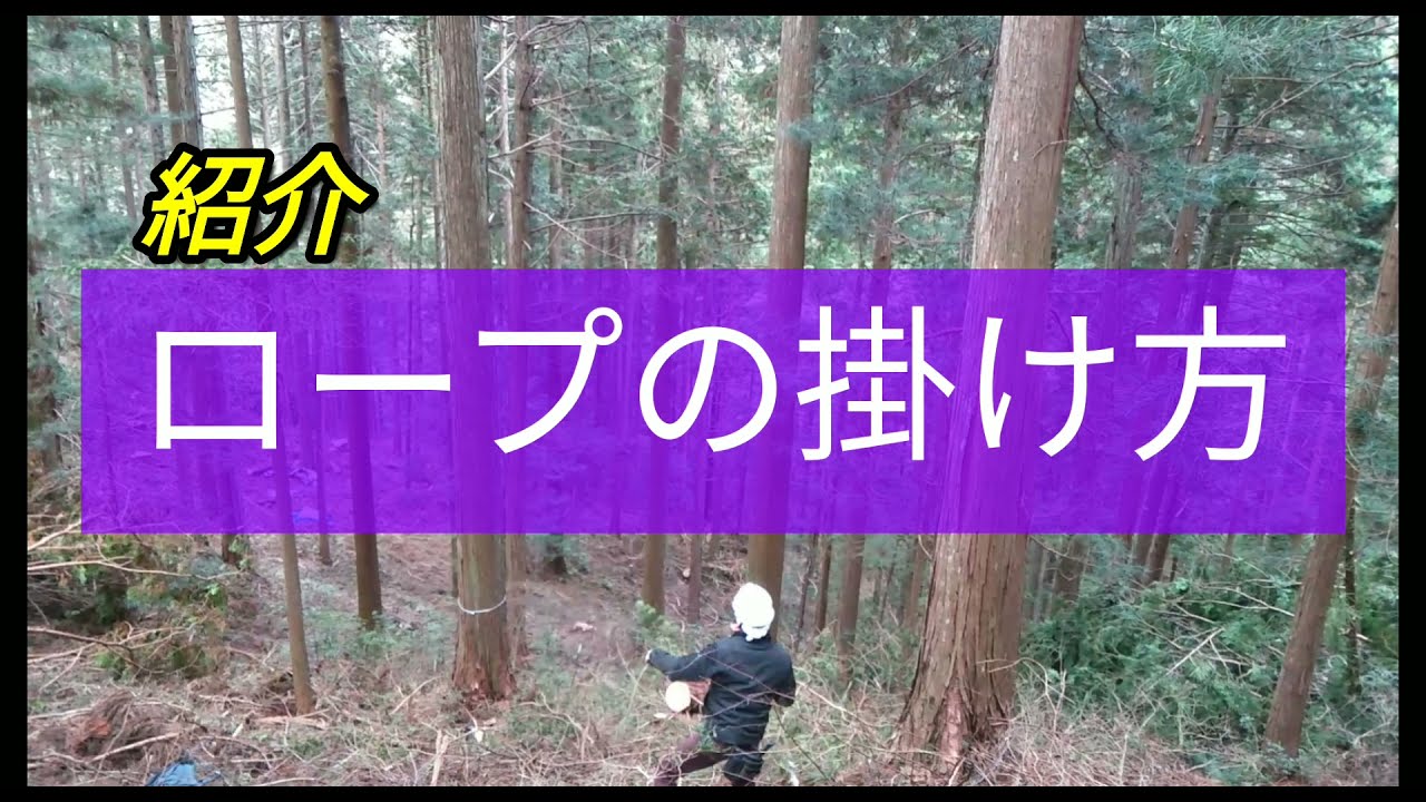 ⑭ロープ掛け　粟飯谷の巨大檜　中村林業(奈良県)/Nakamura Forestry(Nara,JAPAN)