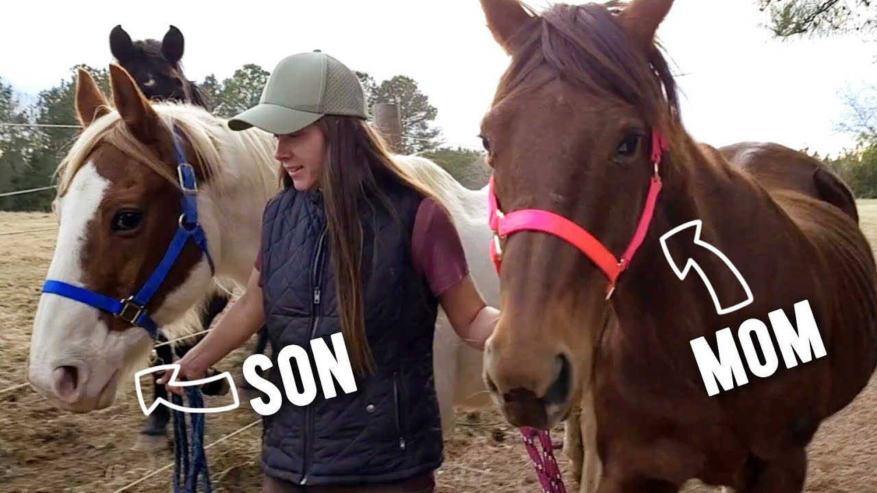 Meet Our New Rescue Horses..They've Been Through A Lot!