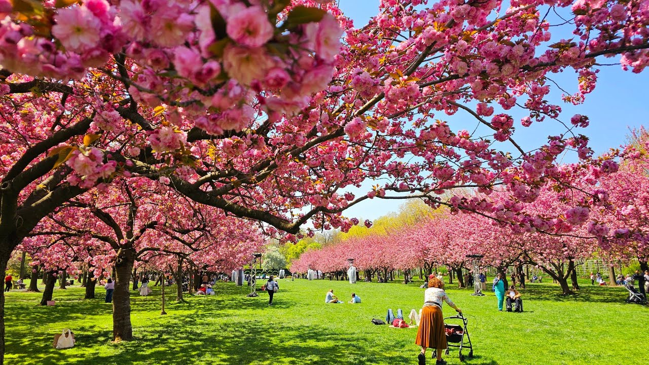 Cherishing the beautiful cherry blossom season at brooklyn Botanical Garden KefamC
