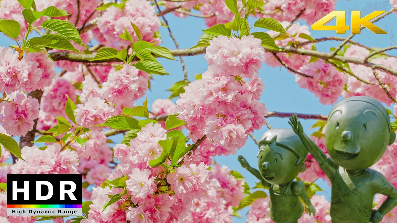 【4K HDR】Late Sakura in Tokyo - Sakura Shimmachi