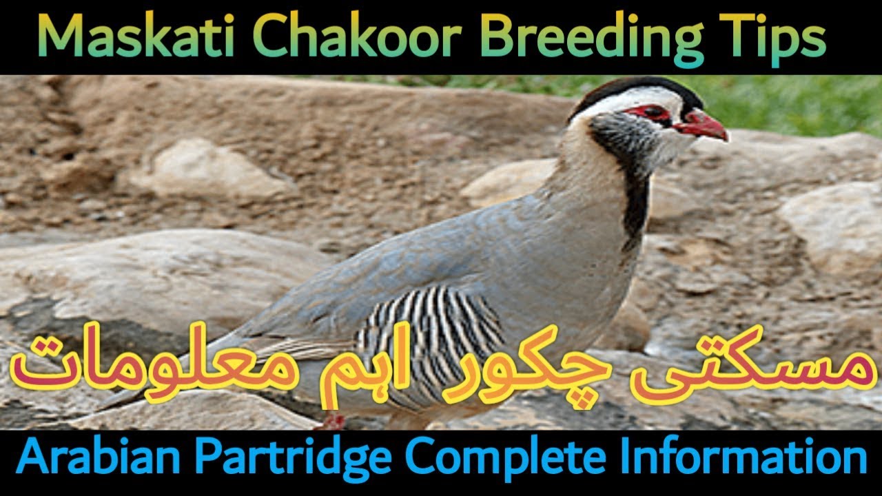 Maskat Arabian partridge Information And Breeding. Maskti Chakoor ke Breed Urdu/Hindi