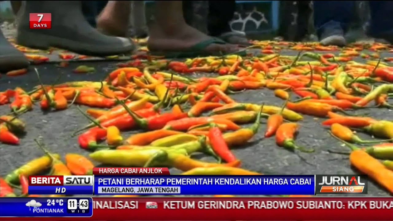 Petani Magelang Protes Harga Jual Cabai Turun Drastis