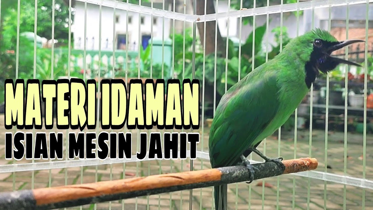 MATERI MEWAH!!! Ijo Gacor Ngentrok Full Tembakan Kasar, Ampuh Untuk Melatih Cucak Ijo Gacor