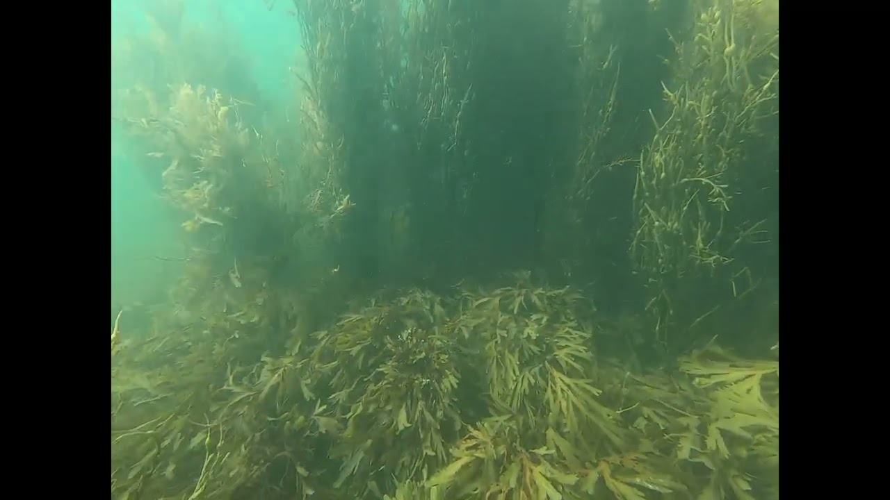 Dive Rutland  - Anglesey Aug 2025