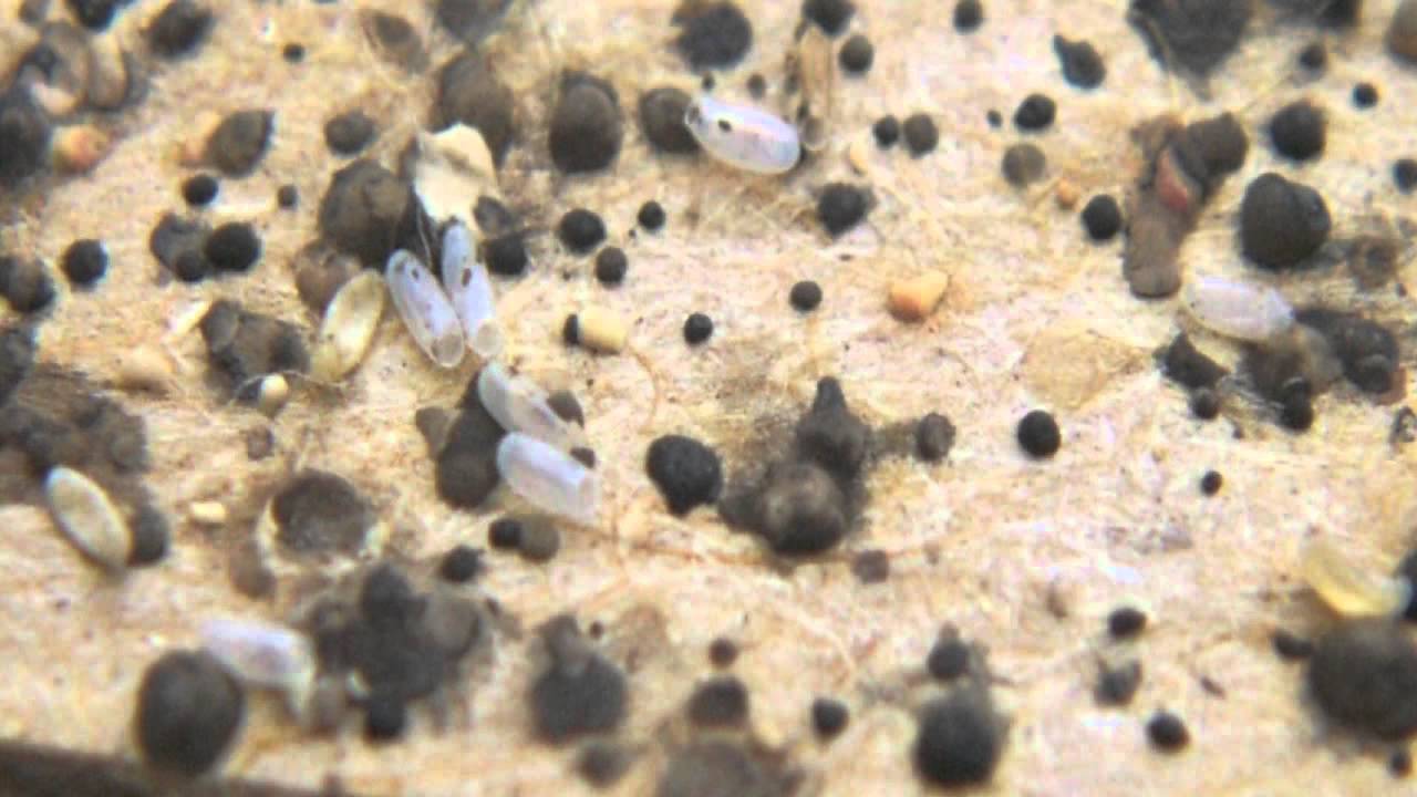 Bed bug training video; 