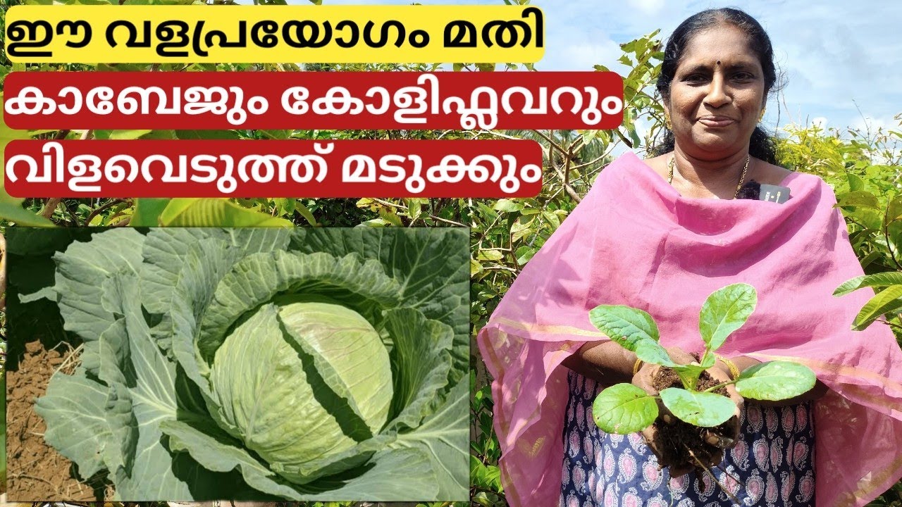 ഈ വളപ്രയോഗം മതി കാബേജും കോളിഫ്ലവറും വിളവെടുത്ത് മടുക്കും | Cabbage and cauliflower farming method