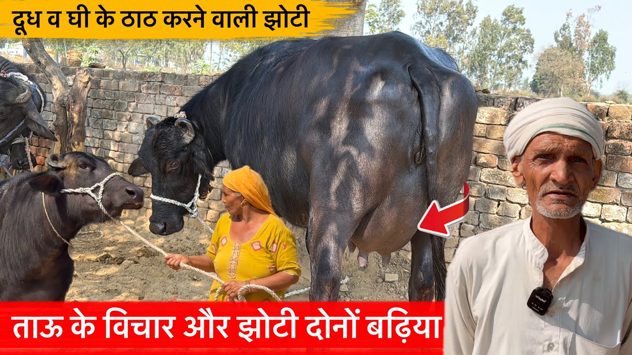 🔴ताऊ के विचार और झोटी दोनों बढ़िया👉दूध घी के ठाठ करने वाली झोटी।DALBIR☎️8053861577.