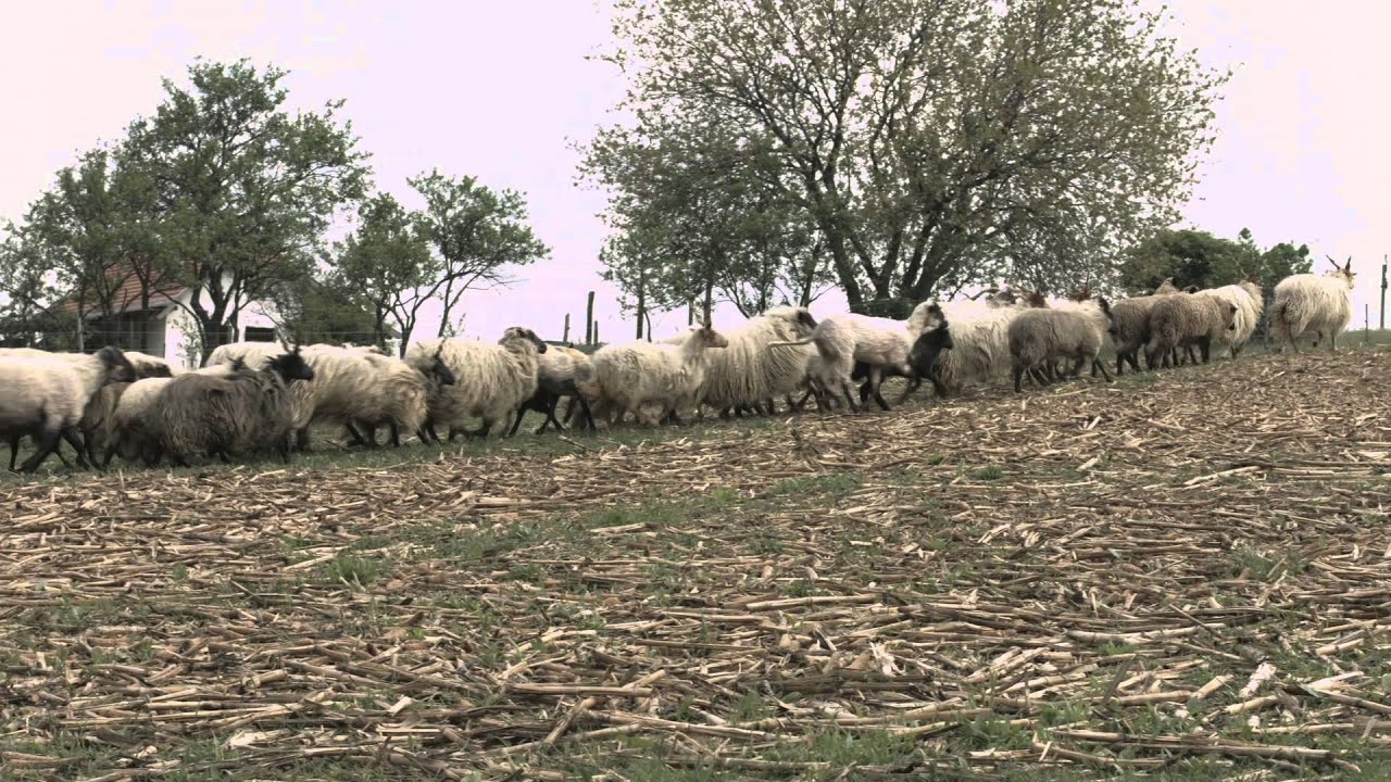 Magfalva