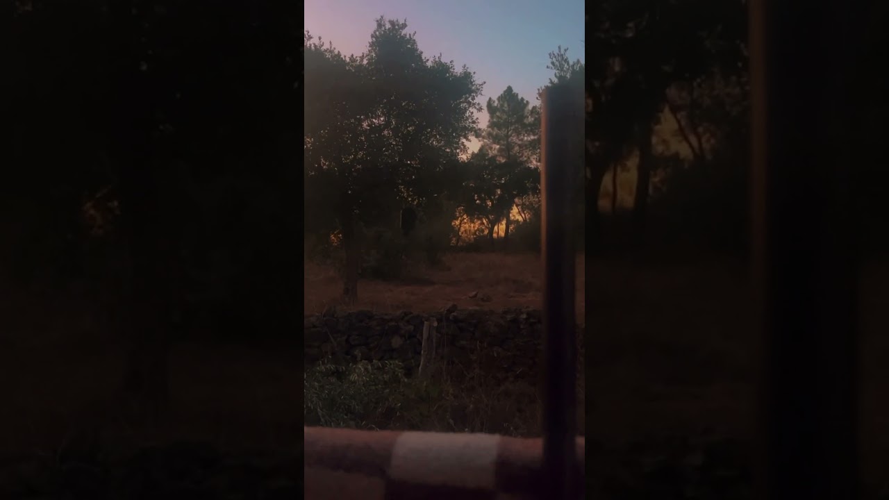 Caça javali Portugal 🇵🇹🐗🌽