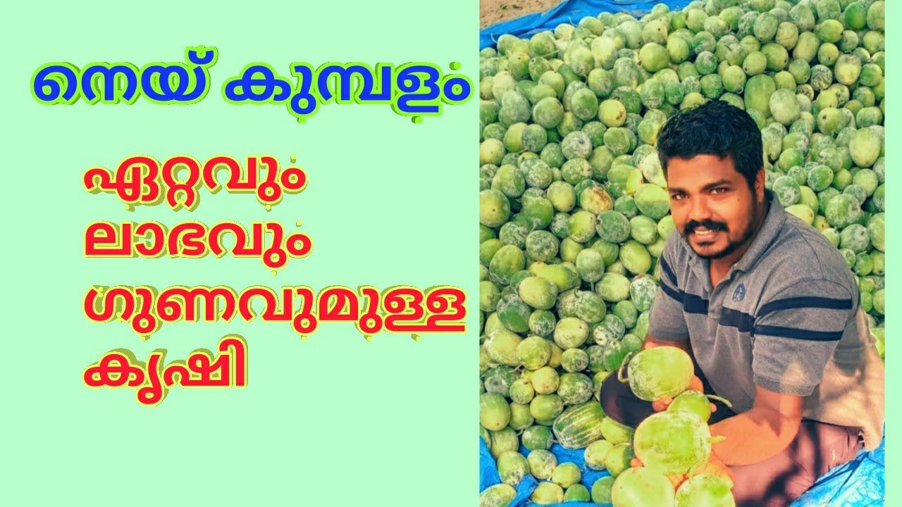 നെയ്കുമ്പളം കൃഷി (Ash gourd cultivation)