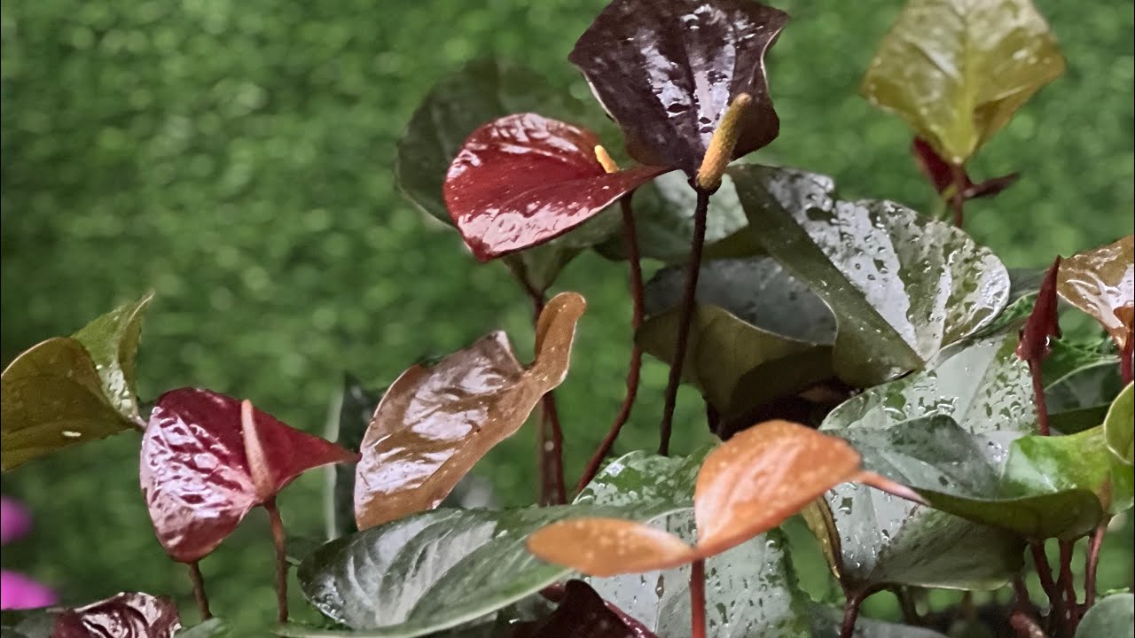 1250/=ට මේ තරම් වටින බ්ලැක් වර්ග ඕනිද