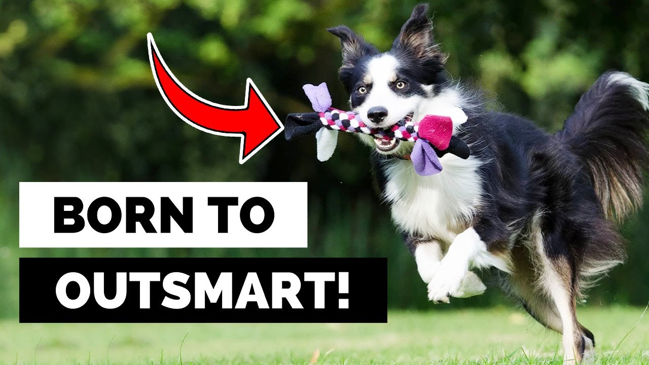 Why are Border Collies So Smart?