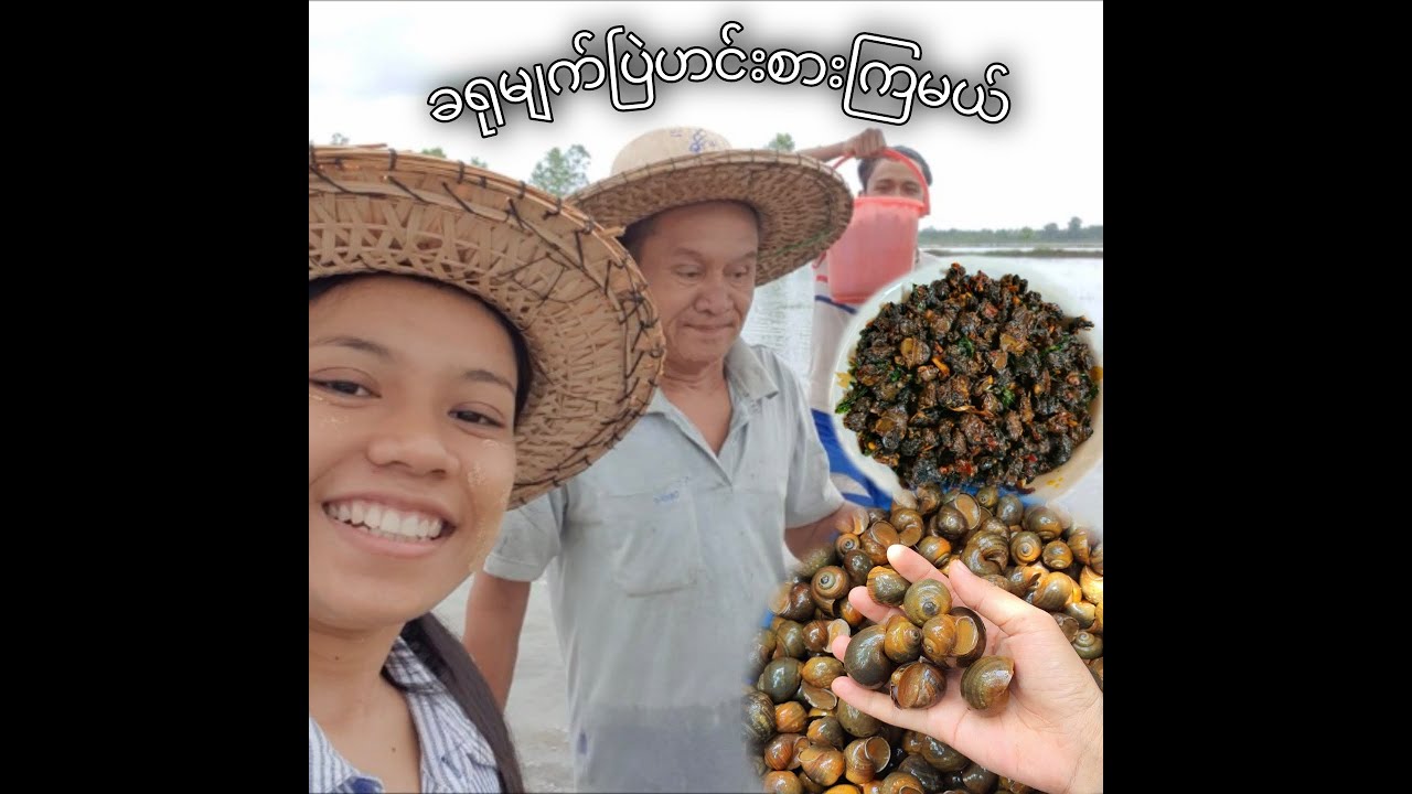 အပါးနဲ့မောင်လေးတို့နဲ့အတူတူလယ်ထဲမှာခရုကောက်ပြီဟင်းးချက်စားကြမယ်🥰