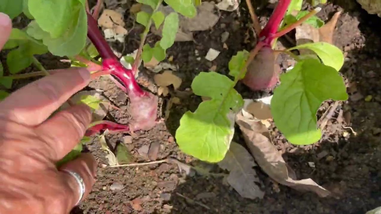 Jamaica and Garden March 2026 @insidejamaica 🪏🪴🫜👩‍🌾