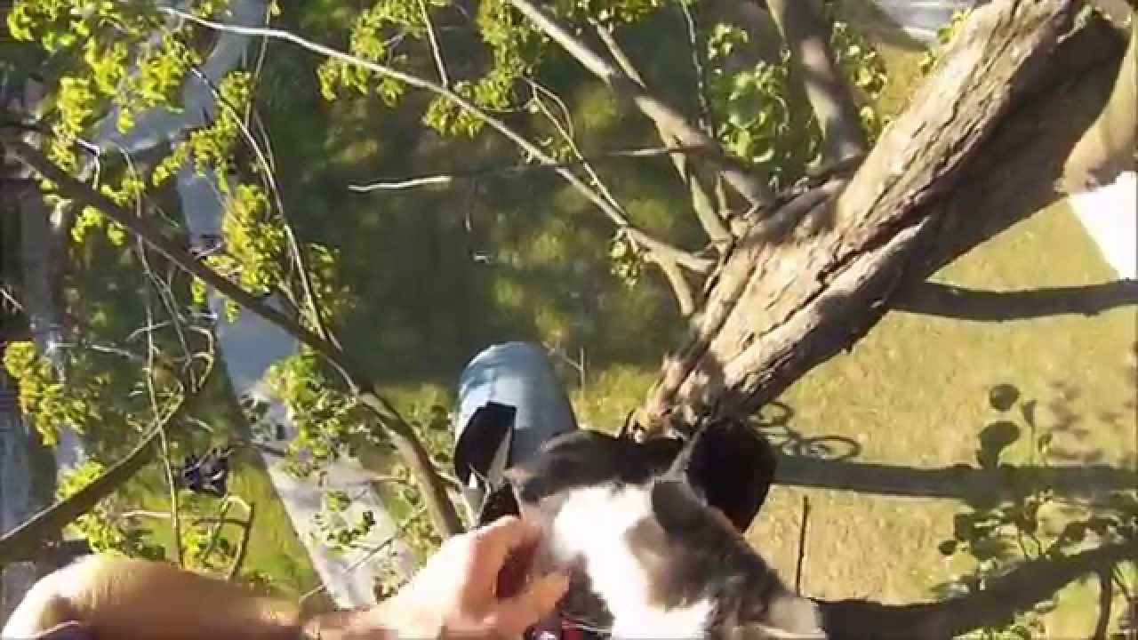 Biker saved two kittens ( GoPro Hero3 )