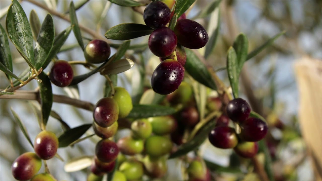 Chile Olive Oil