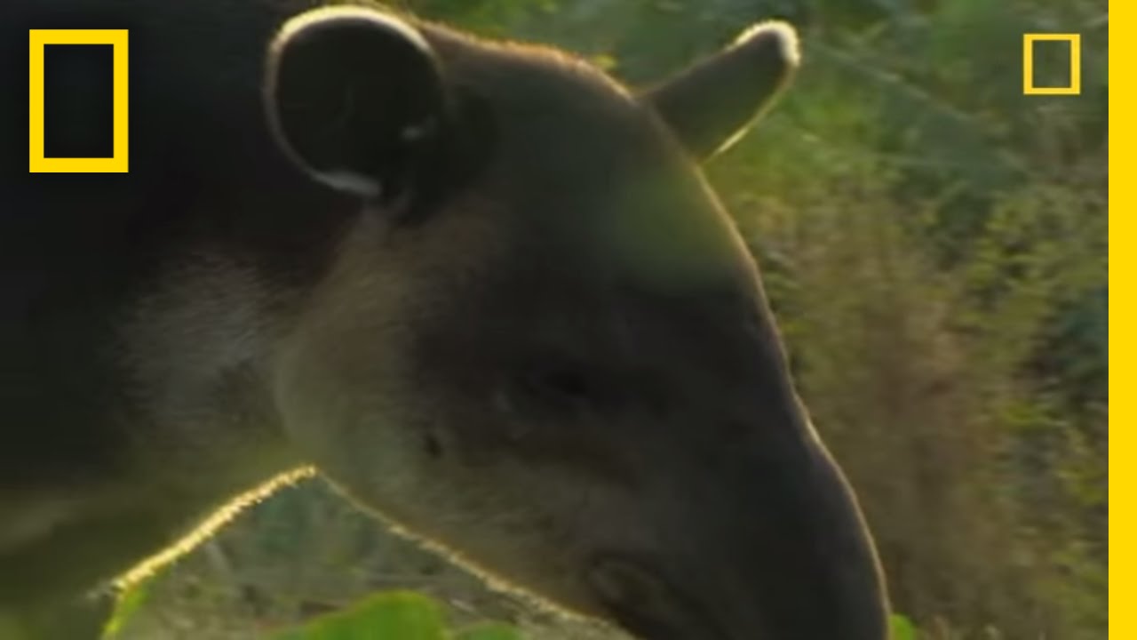 What in the World is a Tapir? | National Geographic