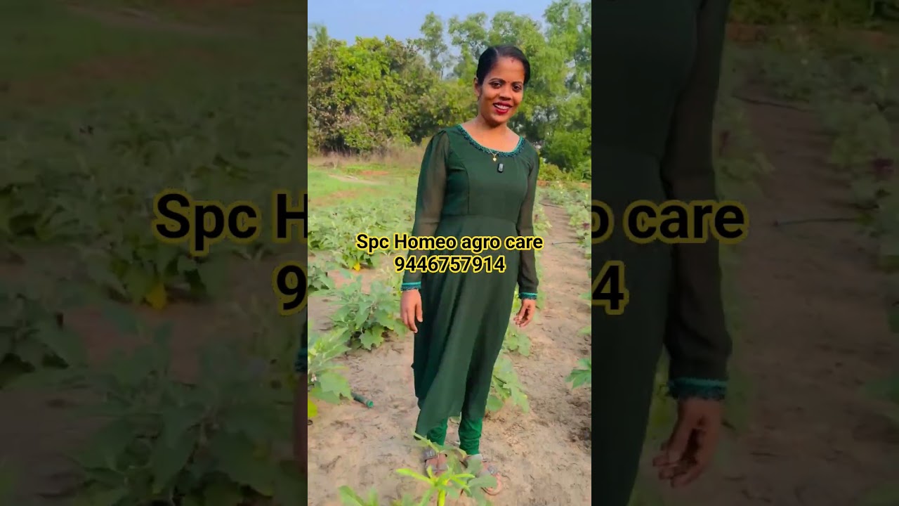 പച്ചക്കറികളിൽ കീടവും രോഗവും ഇല്ല