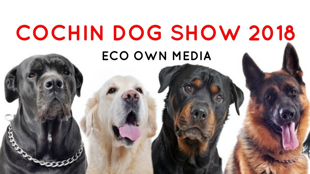 Dog show cochin [ ECO OWN MEDIA] The canine club of cochin