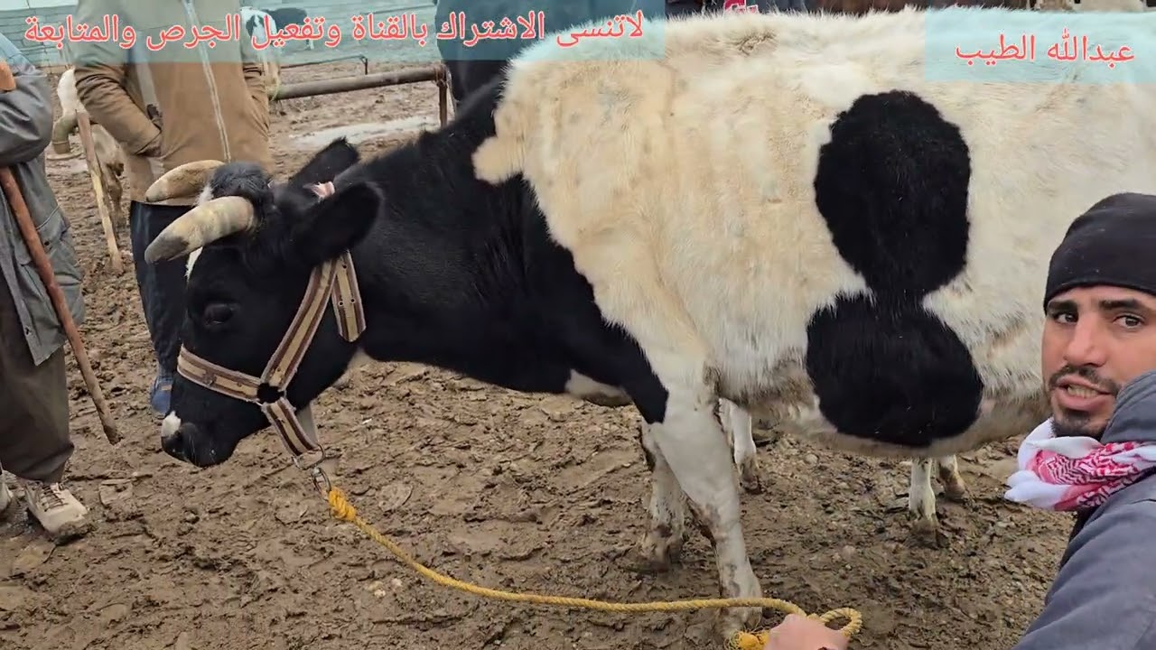 سوق البقر في الموصل علوة الايمن #سوق #مواشي #طليان #طلي #غنم #نعاج #عبدالله_الطيب 