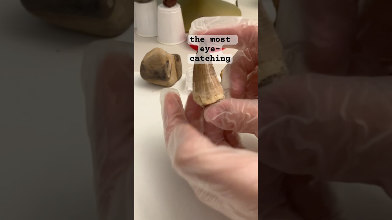 My top five best fossils in my collection! #dinosaur#history#fossil#tooth#dinosaurfossil#fossilhunt