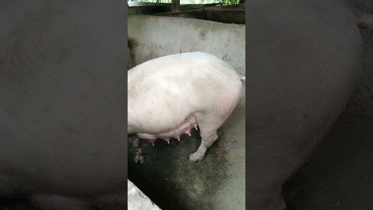MGA MANOK NA ALAGA AT INAHING BABOY NA KA 12 NA NANGANAK.