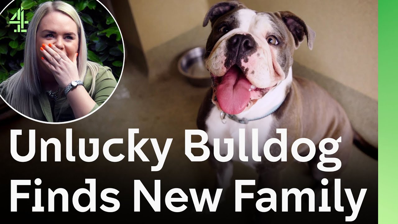 Unlucky Bulldog Waited So Long to Be Rescued But the Perfect Family Finally Came | The Dog House 🐶