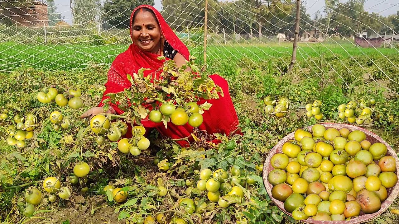 एक बार भरवां टमाटर के पकोड़े ऐसे बना कर देखे उंगलिया चाटते रह जाओगे || Tomato pakauda recipe ||