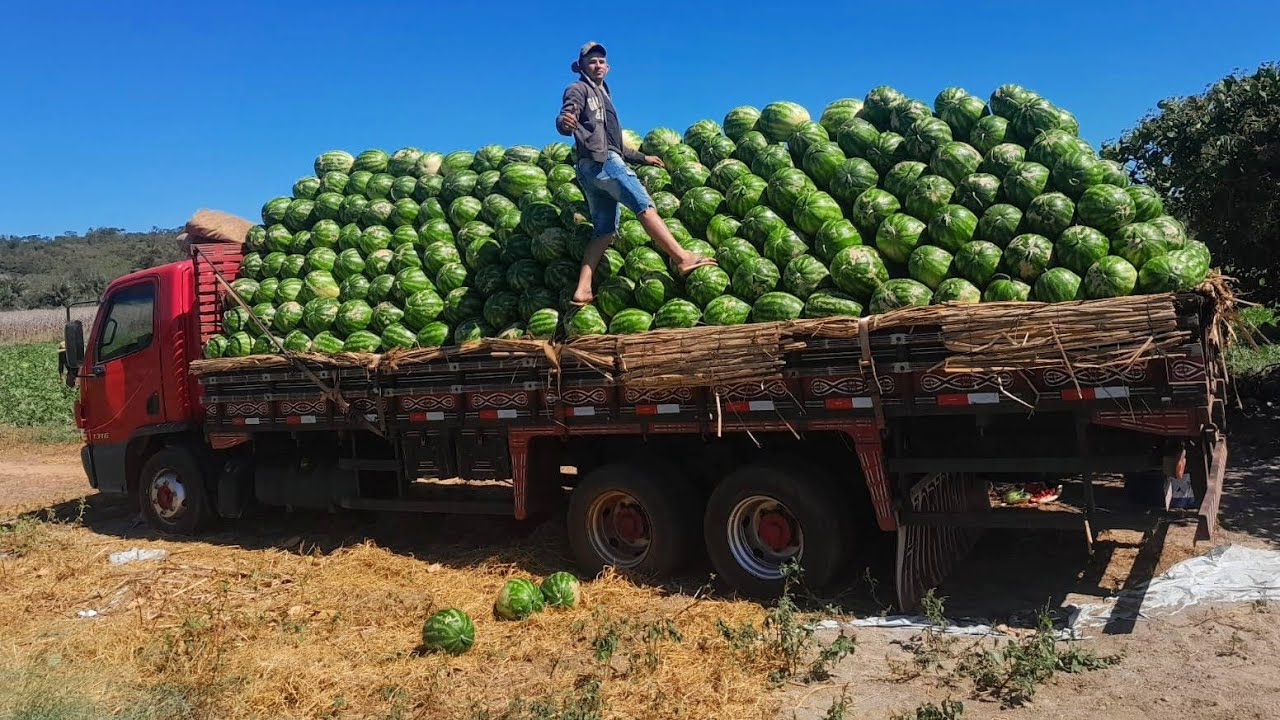 GALERA DA MELANCIA🍉 #3 || FLOGÃO DA 320