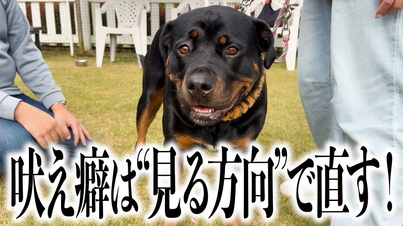 【犬 しつけ】他のワンちゃんに吠えなくなるお散歩練習｜“名前を呼んで見る”だけで変わります