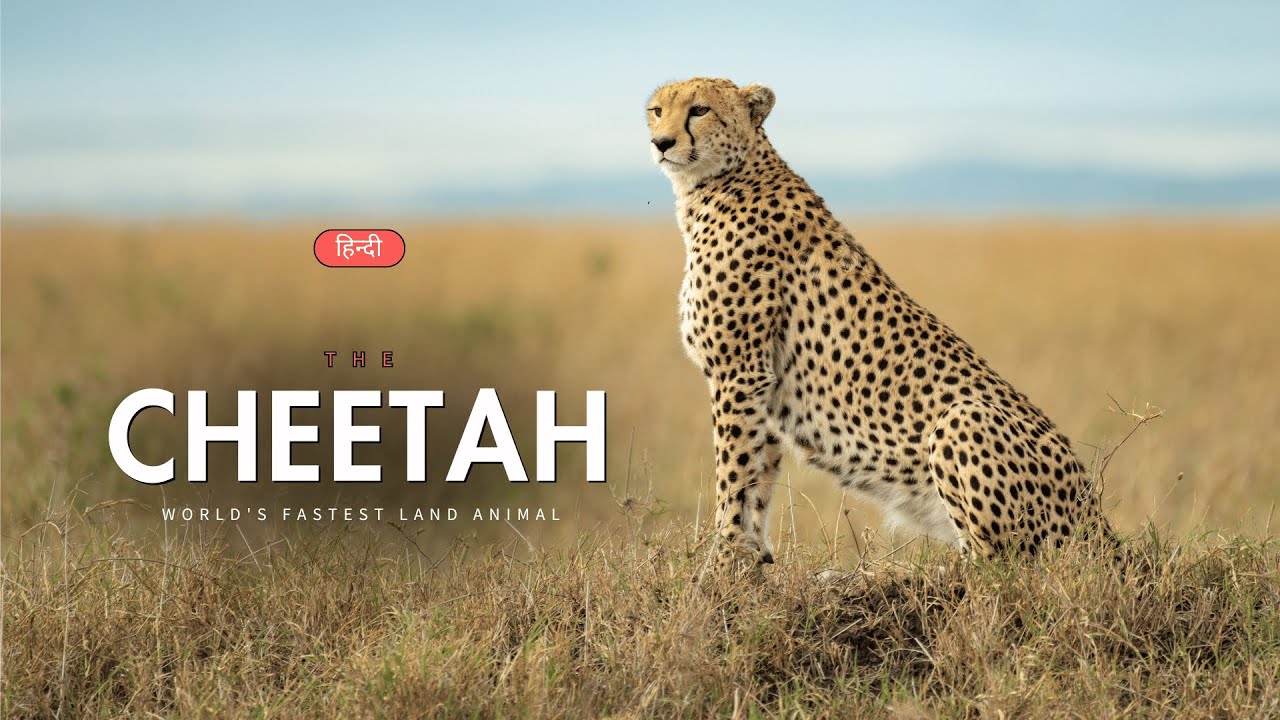 The Cheetah - World's Fastest Land Animal – [Hindi] – Infinity Stream