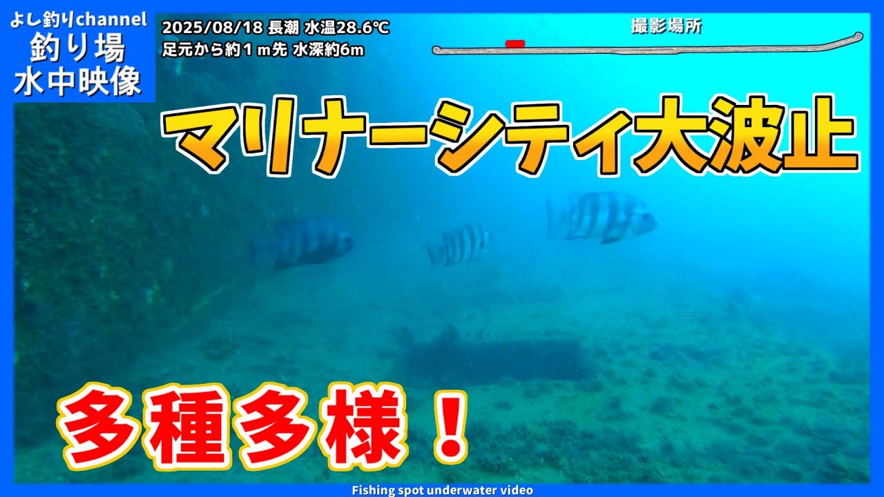 【多種多様】いろんな魚たちが居る！  和歌山県の釣り場  マリナーシティ大波止  2025年8月 夏の水中映像  No.427