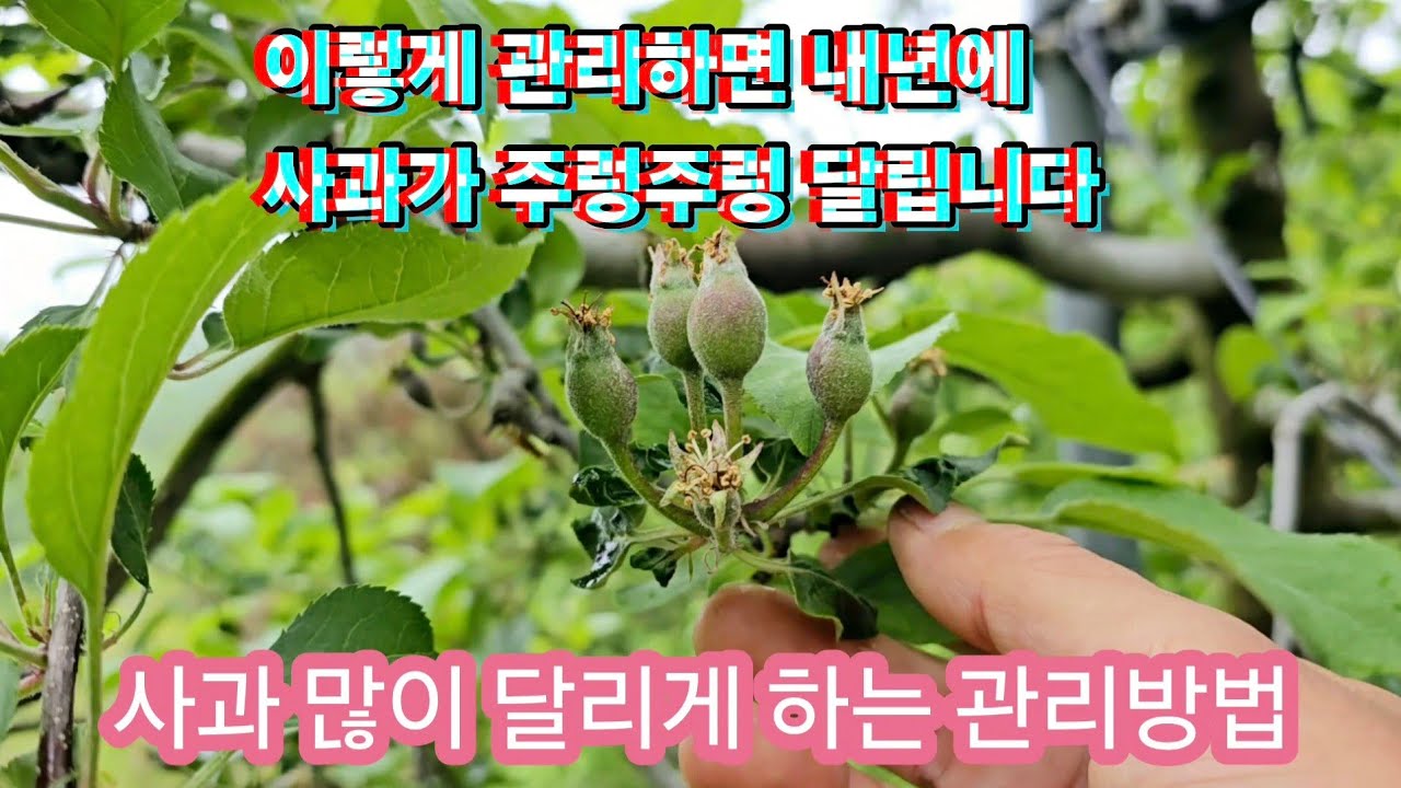사과 많이 달리게 하는 사과나무 관리방법/이렇게 관리하면 사과가 내년에 주렁주렁 달립니다