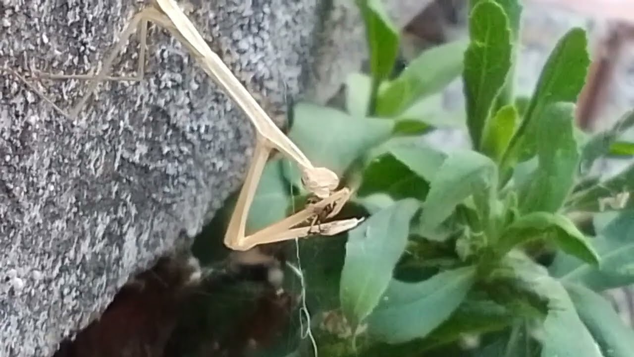 Nos hicimos amigos de una mantis y le dimos de comer mosquitos.