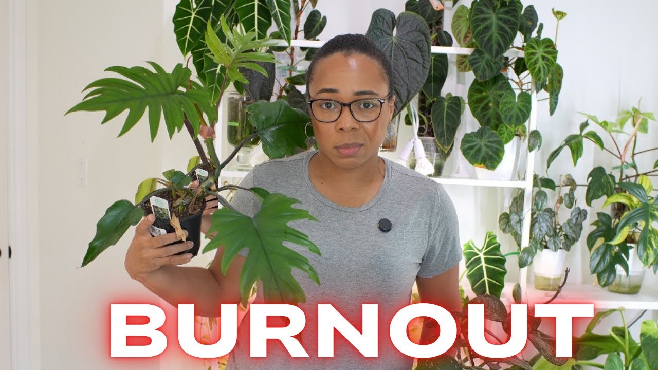 ❤️‍🩹Save Yourself from Plant Burnout!❤️‍🔥& Repotting (mostly) Hoya 🌿🩶