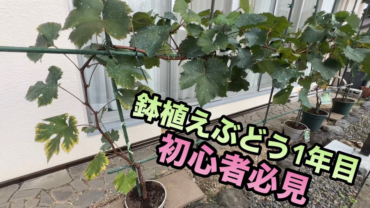 農園訪問[岐阜県各務原市(後編)]〜初心者必見！！鉢植えぶどう1年目の工夫と疑問点〜