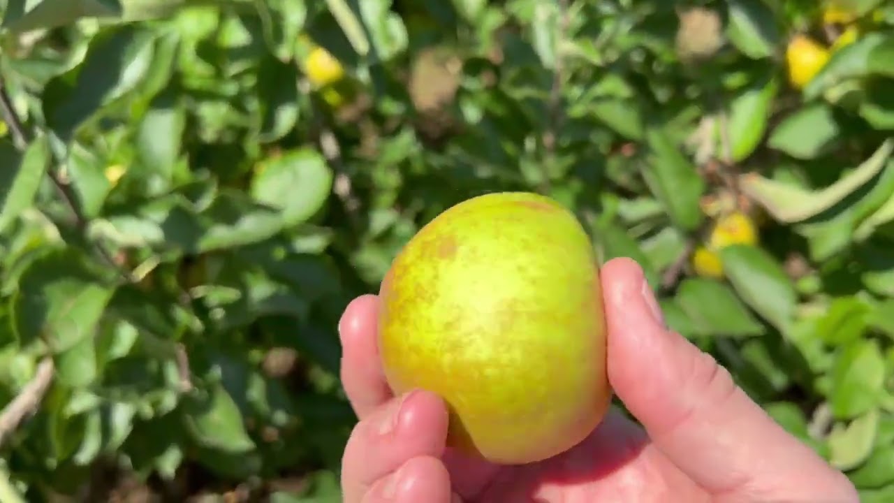 Just Alcester - Number 41- Community Orchard