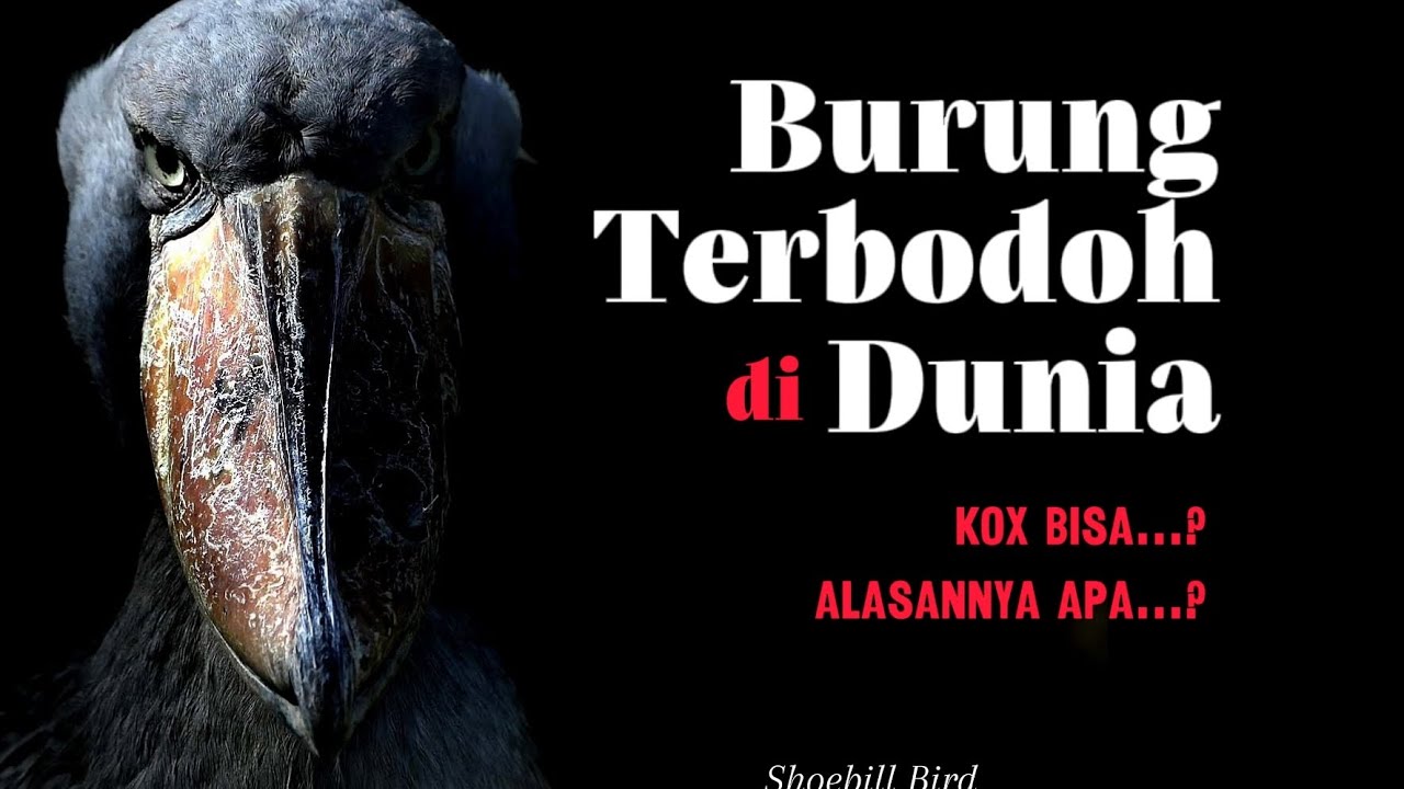 Burung purba dikenal yang Terbodoh di Dunia, ko bisa?!!!