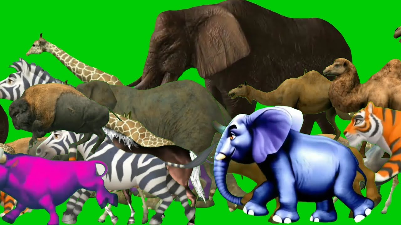 Animals stampede | Long side game with elephant cow gorilla 3D animals #cartoon #animals #stampede 