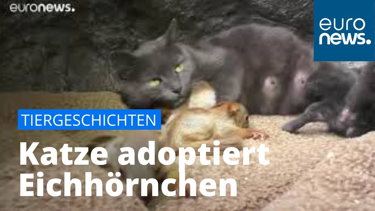 Katze adoptiert 4 kleine Eichhörnchen