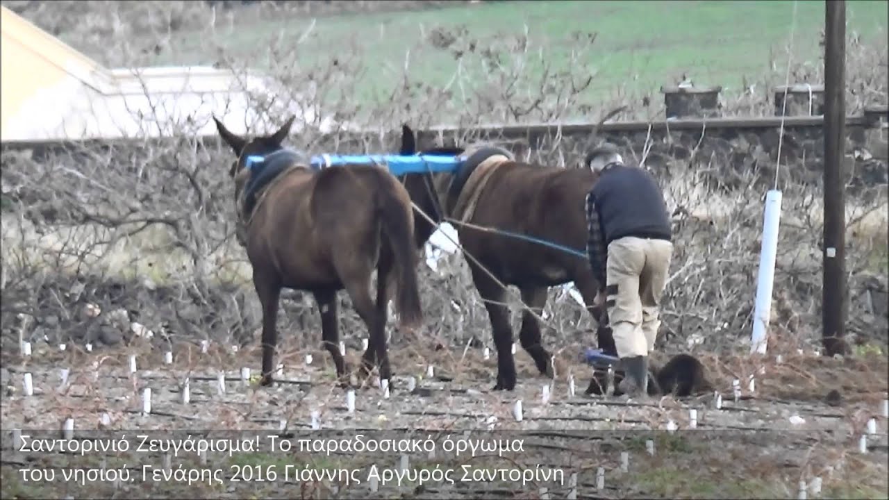 Σαντορινιό Ζευγάρισμα   Όργωμα!