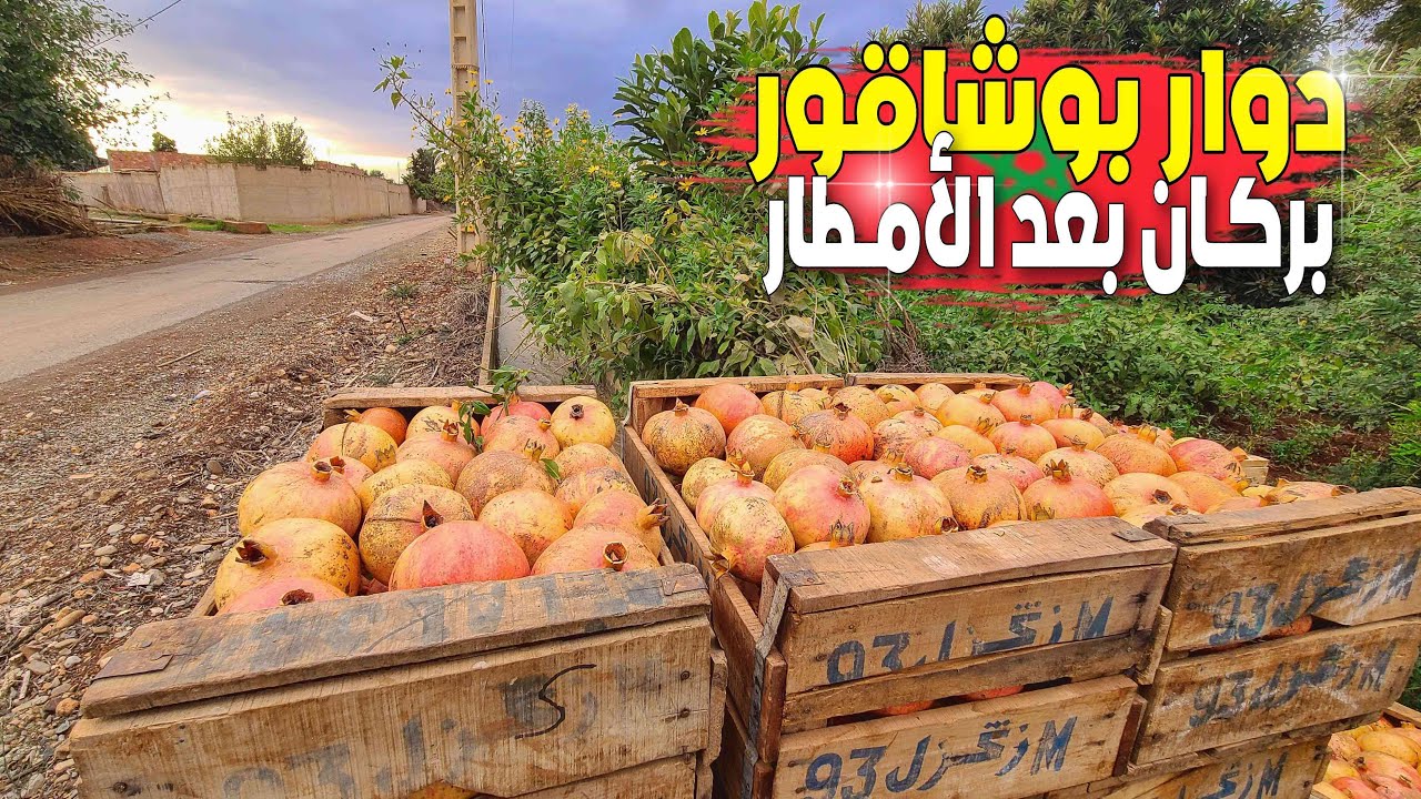 عودة الحياة لمدينة بركان بعد الأمطار الأخيرة هذه فواكه الجنة بدوار بوشاقور ودوار ولاد بلخير BERKANE
