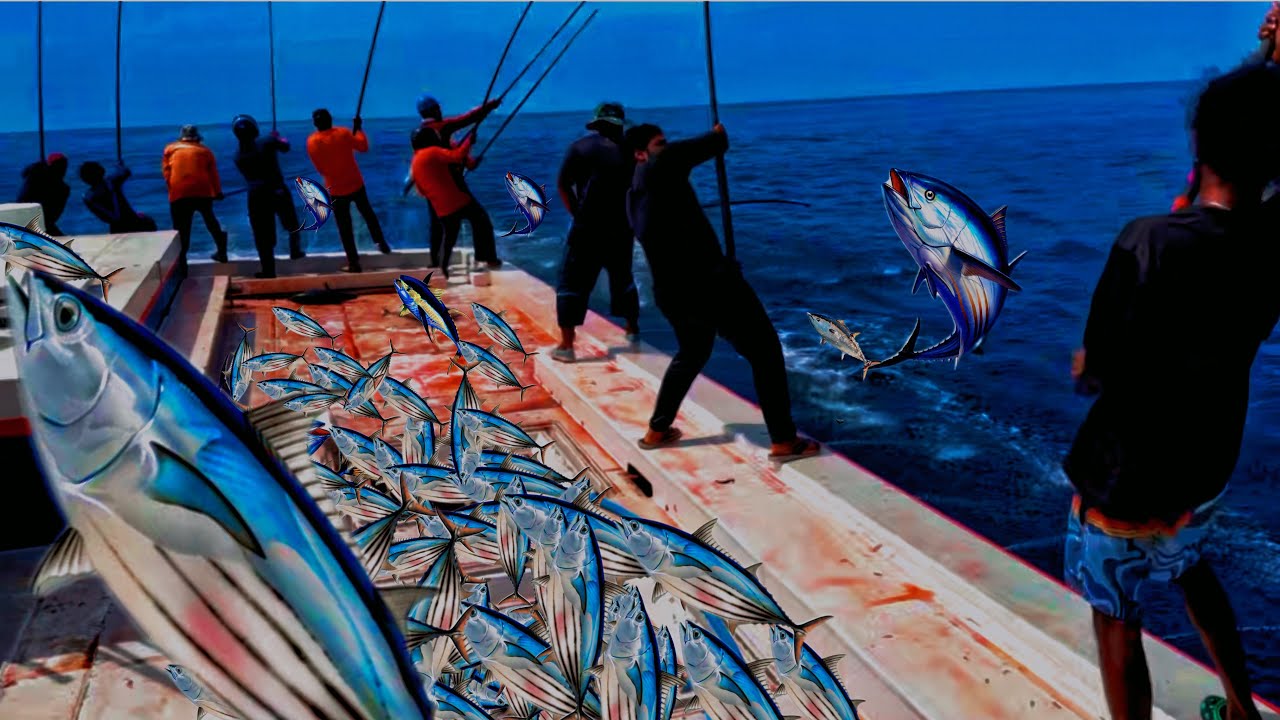 30 tons of skipjack tuna catching in a few minutes 🤩🤩