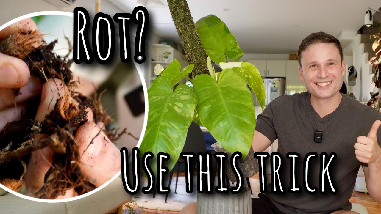 Fast & Safe recovery from Root & Stem Rot