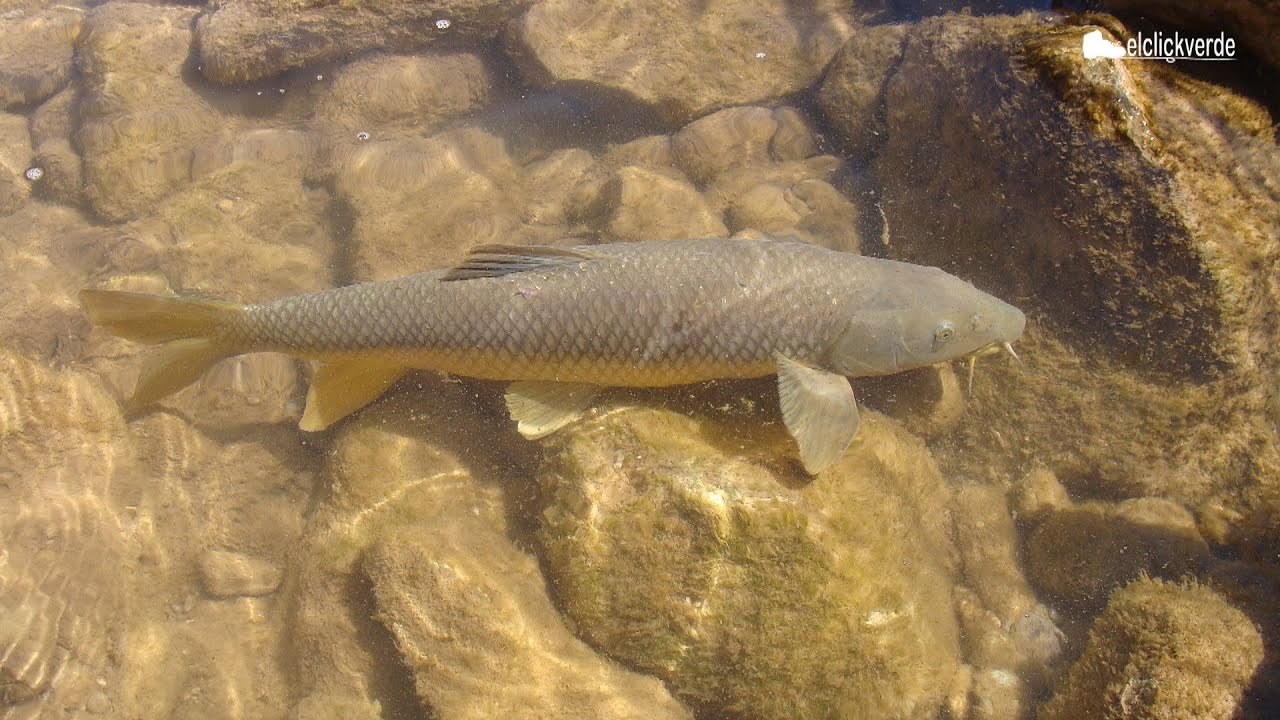 Barbo gitano, el rey del Segura