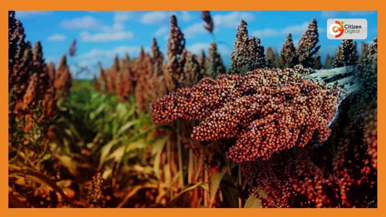 Smart Farm | New sorghum variety developed by scientists in Machakos